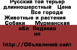 Русский той-терьер длинношерстный › Цена ­ 7 000 - Все города Животные и растения » Собаки   . Мурманская обл.,Видяево нп